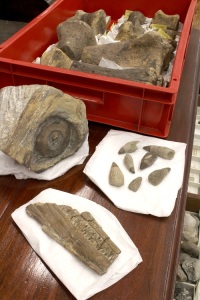 A tray of Iguanodon limb & tail bones; with ichthyosaur jaw, orbital socket & teeth.