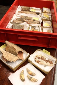A tray containing Rhino, Horse and other bones; with Rhino bones, Bear jaw and Hyeana teeth, All form "Kents Cavern"