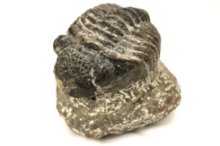 Phacopid Trilobite